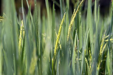 Pirinç alanında. Yakın çekim. 