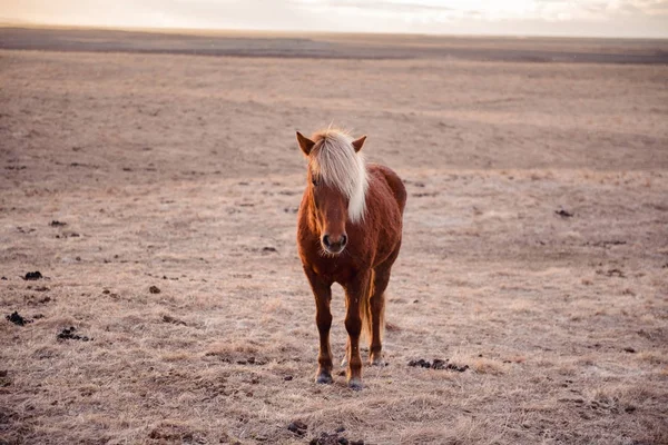 Hermoso caballo de hielo en Islandia — Foto de Stock