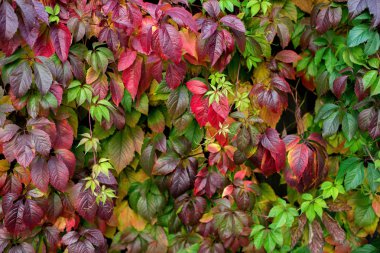 Bir duvar, arka plan üzerinde kırmızı sonbahar yaprakları.