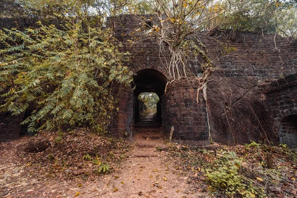 Fuerte cubierto de ramas. Fuerte Redi (Fuerte Yashwantgad). India, Maharashtra . — Foto de Stock