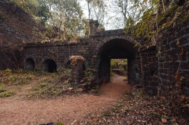 Fort dalları ile büyümüş. Redi Kalesi (Yashwantgad Fort). Hindistan, Maharashtra.