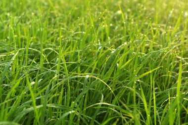 Hindistan'da pirinç alan sabah.