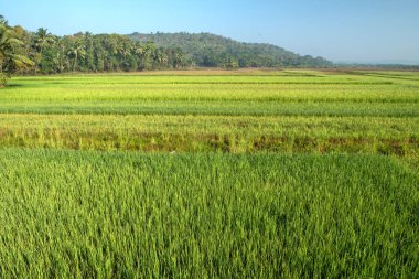 Hindistan'da pirinç alan sabah.