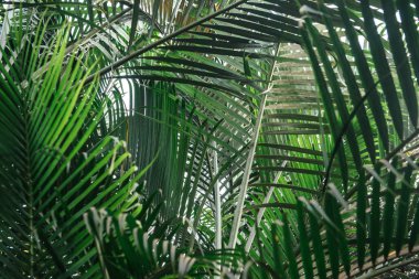 Palmiye ağacı brunchlar. Yeşil yaprakları arka plan. İnce palmiye yaprakları ile duvar kağıdı.