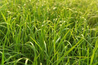 Hindistan'da pirinç alan sabah.