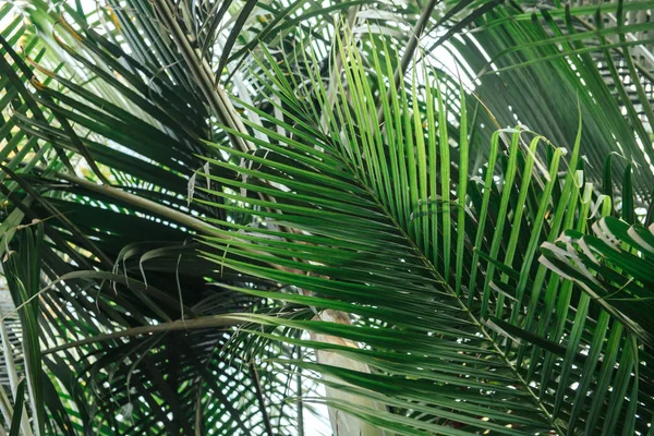 Almuerzos de palmera. Hojas verdes de fondo. Fondos de pantalla con hojas de palma delgadas . —  Fotos de Stock