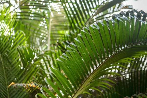 Almuerzos de palmera. Hojas verdes de fondo. Fondos de pantalla con hojas de palma delgadas . —  Fotos de Stock