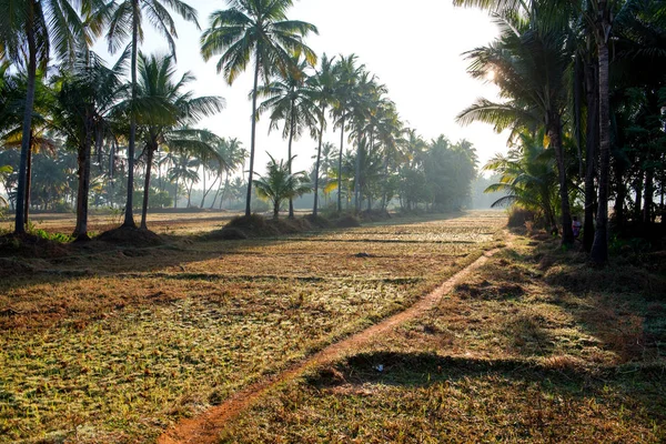 Рисовое поле в Индии утром . — стоковое фото