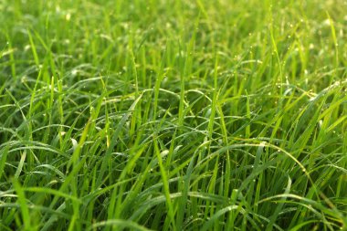 Hindistan'da pirinç alan sabah.