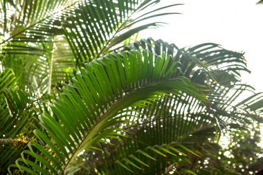 Palmiye ağacı brunchlar. Yeşil yaprakları arka plan. İnce palmiye yaprakları ile duvar kağıdı.