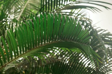 Palmiye ağacı brunchlar. Yeşil yaprakları arka plan. İnce palmiye yaprakları ile duvar kağıdı.