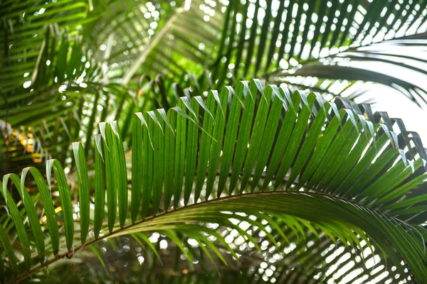 Brunches of palm tree. Green leaves background. Wallpaper with thin palm leaves. — Stock Photo, Image