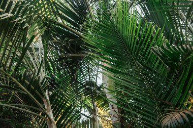 Palmiye ağacı brunchlar. Yeşil yaprakları arka plan. İnce palmiye yaprakları ile duvar kağıdı.