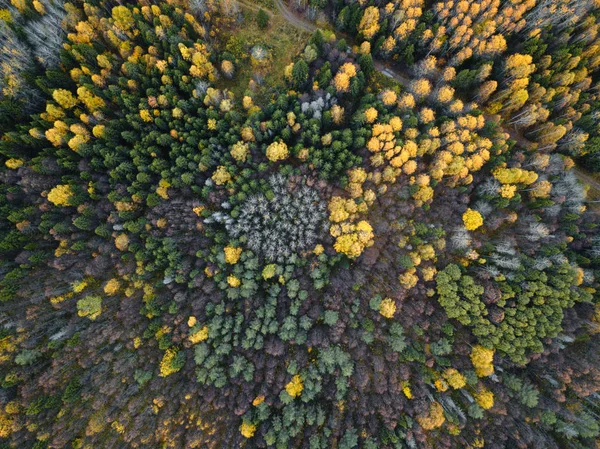 Autumn forest aerial drone view. — Stock Photo, Image