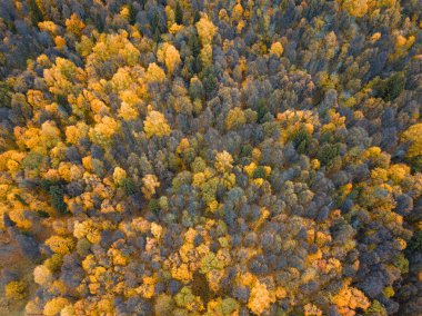 Sonbahar ormanı insansız hava aracı görüntüsü.