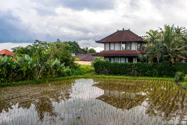 Рис на поле рядом с домом — стоковое фото