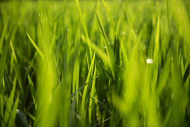 Pirinç tarlada. Yeşil yaprakları arka plan