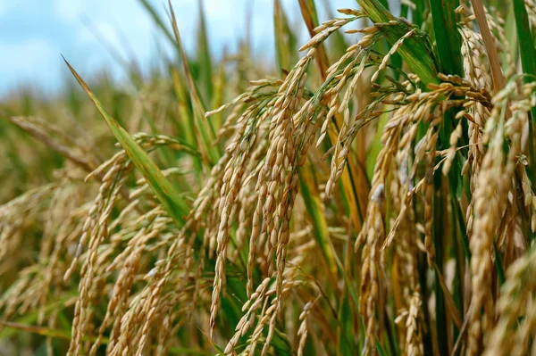 Arroz no campo sob o sol — Fotografia de Stock