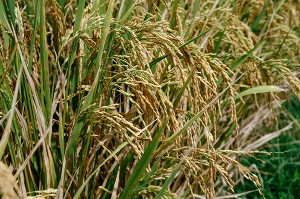 Arroz no campo sob o sol — Fotografia de Stock