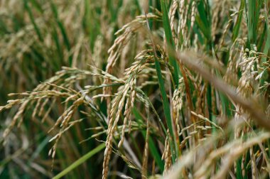 Pirinç güneş altında tarlada