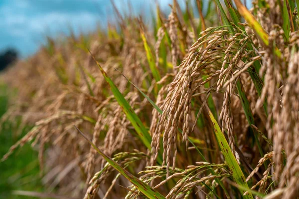 Rice in field under sun — Stock Photo, Image