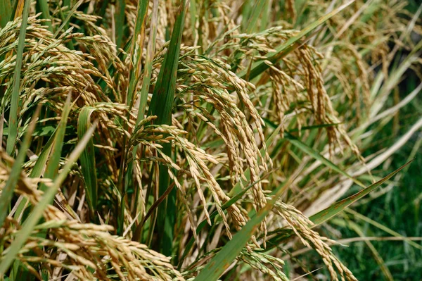 Arroz no campo sob o sol — Fotografia de Stock