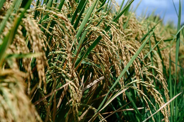 Arroz no campo sob o sol — Fotografia de Stock