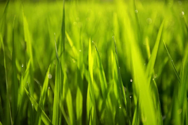 Rice on field. Green leaves background — Stock Photo, Image