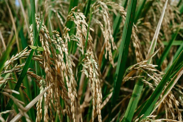 Ris i fält under solen — Stockfoto