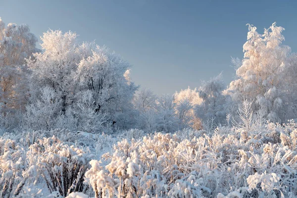 Zimní krajina se zasněženými stromy — Stock fotografie