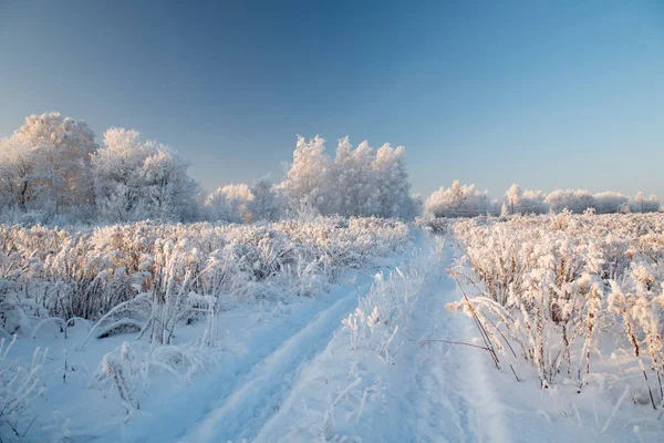 Paesaggio invernale con alberi innevati — Foto Stock