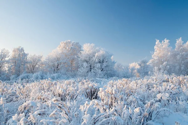 Winter landscape with snowy trees — Stock Photo, Image