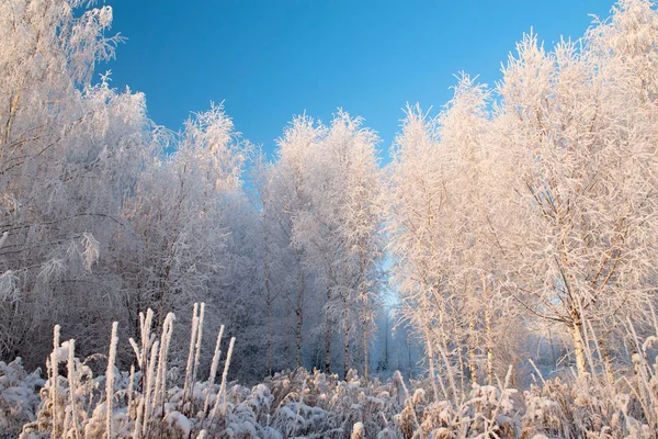 Paysage hivernal avec arbres enneigés et ciel bleu — Photo
