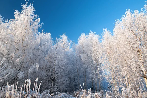 Зимовий пейзаж зі сніжними деревами та блакитним небом — стокове фото