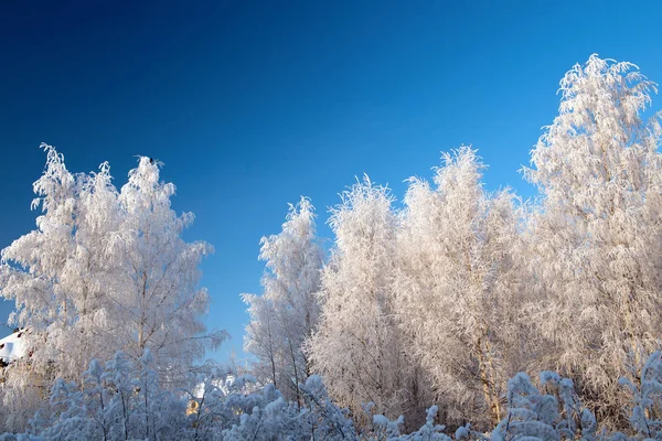 Paysage hivernal avec arbres enneigés et ciel bleu — Photo