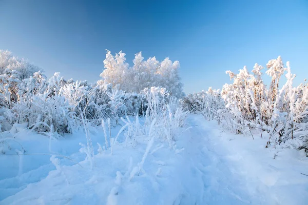 Zimowy krajobraz ze śnieżnymi drzewami — Zdjęcie stockowe