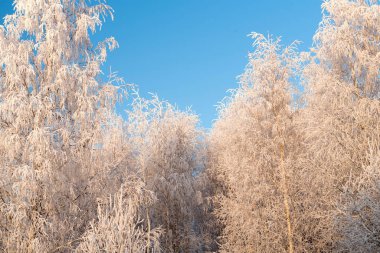 Kış manzarası, karlı ağaçlar ve mavi gökyüzü
