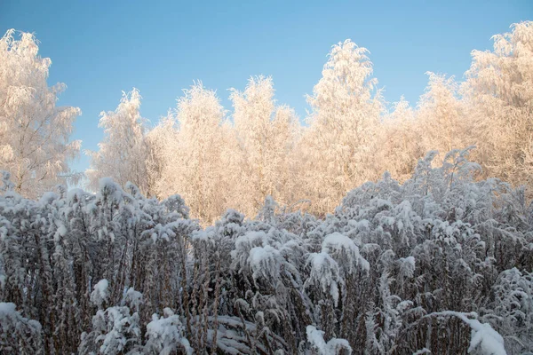 Winter landscape with snowy trees and blue sky — Stock Photo, Image