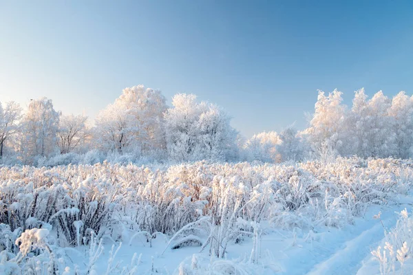 Зимовий пейзаж зі сніжними деревами — стокове фото