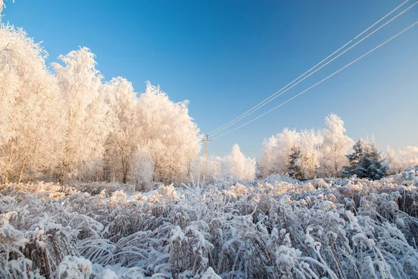 Χειμερινό τοπίο με χιονισμένα δέντρα και γαλάζιο ουρανό — Φωτογραφία Αρχείου