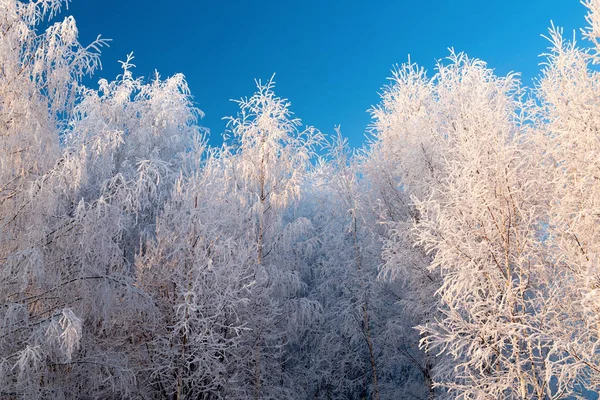 Kış manzarası, karlı ağaçlar ve mavi gökyüzü — Stok fotoğraf