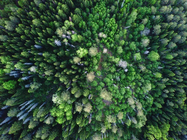 Widok drona na zielony las — Zdjęcie stockowe