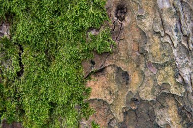 Okaliptüs ağacı kabuğu yakın plan