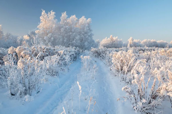 Karlı ağaçlarla kaplı kış manzarası — Stok fotoğraf