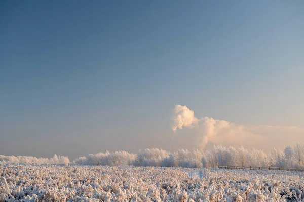 Winterlandschaft mit schneebedeckten Bäumen — Stockfoto