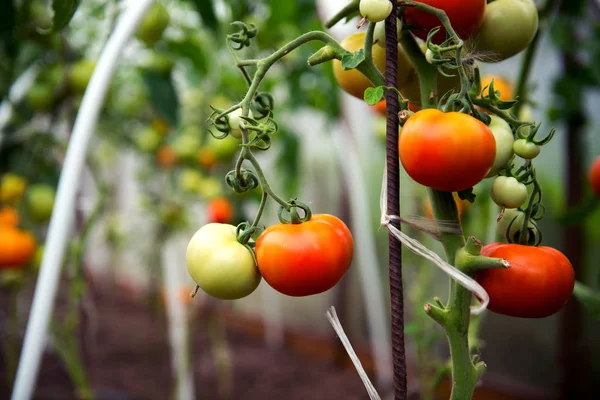Reifende Tomaten an einem Strauch im Gewächshaus. — Stockfoto