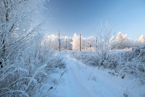 Paesaggio invernale con alberi innevati — Foto Stock