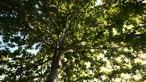 Strom široká koruna za úsvitu — Stock video