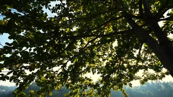 Boom brede kroon bij dageraad — Stockvideo