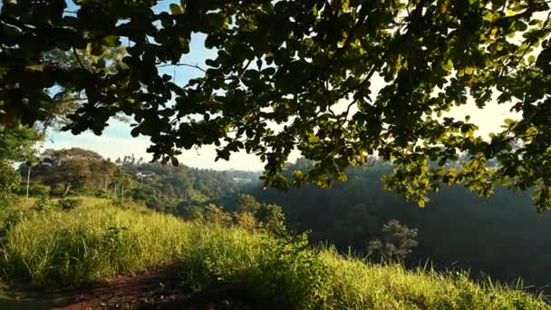 Tree broad crown on dawn — Stock Video